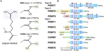 The emerging roles of protein arginine methyltransferases in antiviral innate immune signaling pathways